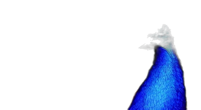 animal, crown, face, staff, photorealistic, 3d render, vaporwave, concept art transparent PNG cut-out