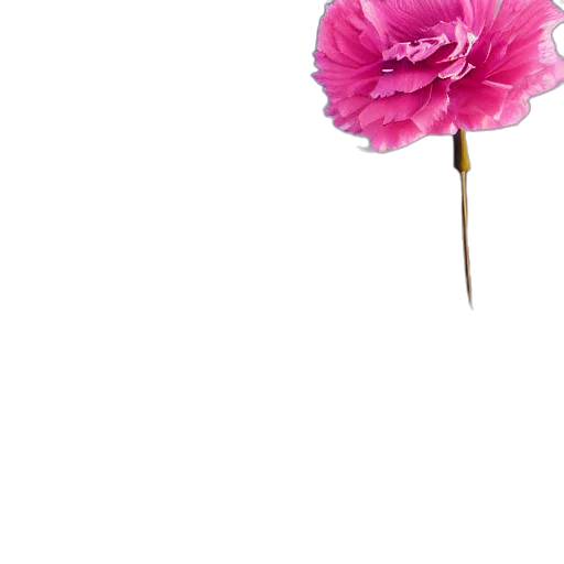 flower, umbrella, staff, weapon transparent PNG cut-out