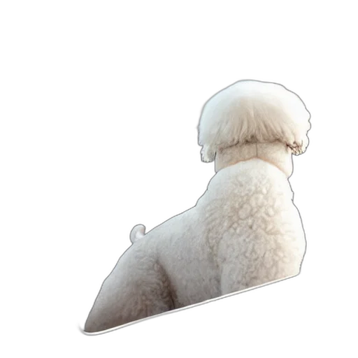 hair, animal, creature, hat transparent PNG cut-out