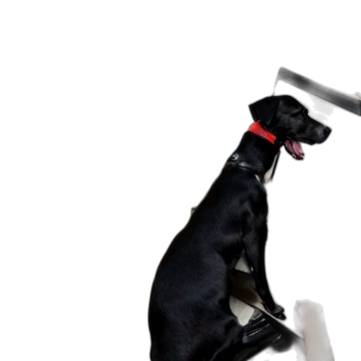 staff, animal, weapon, umbrella transparent PNG cut-out