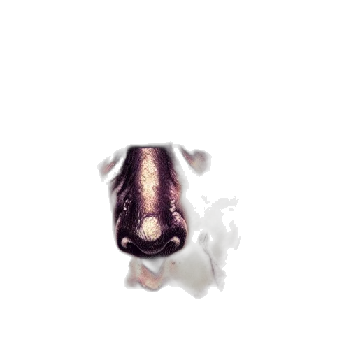 animal, dragon, weapon, bottle transparent PNG cut-out