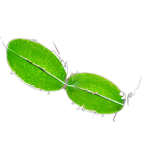animal, creature, food, weapon, 3d render, photorealistic, aphid, lions transparent PNG cut-out