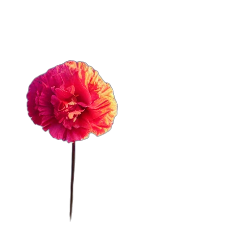 flower, umbrella, crown, staff transparent PNG cut-out