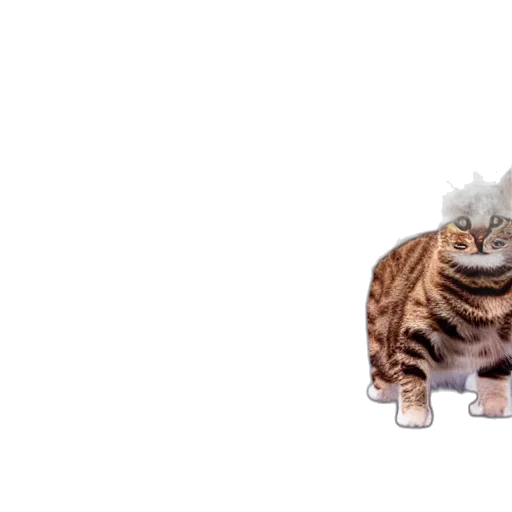 animal, creature, hair, food transparent PNG cut-out