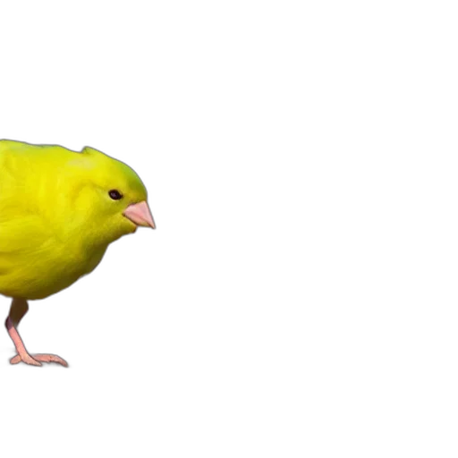 animal, creature, food, shoes transparent PNG cut-out