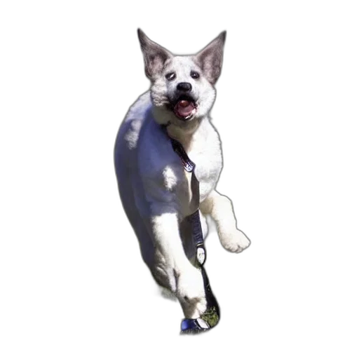 staff, animal, creature, jewelry transparent PNG cut-out