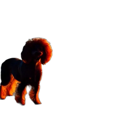 animal, creature, hair, dragon, 3d render, photorealistic, concept art, pixel art transparent PNG cut-out