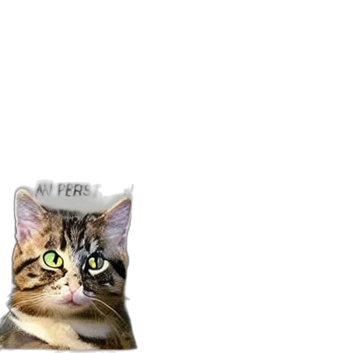 animal, hat, creature, staff, photorealistic, pixel art, generated, cat transparent PNG cut-out