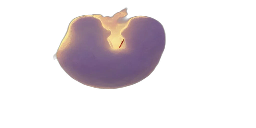 crown, food, weapon, jewelry transparent PNG cut-out