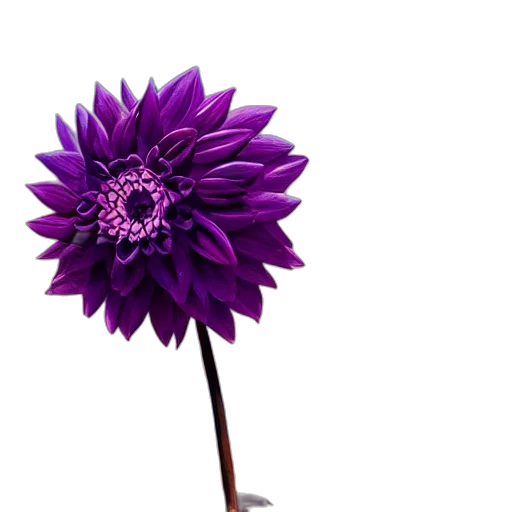 flower, umbrella, staff, crown, 3d render, photorealistic, concept art, fantasy art transparent PNG cut-out