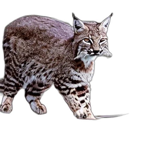 animal, creature, concept art, photorealistic transparent PNG cut-out