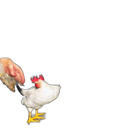 animal, food, shoes, concept art, 3d render, photorealistic, pixel art, prisoner transparent PNG cut-out