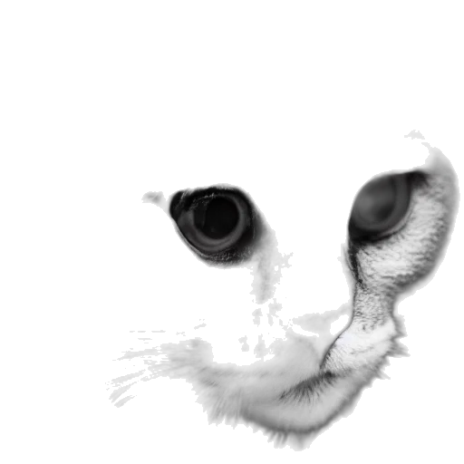 face, animal, creature, mask transparent PNG cut-out