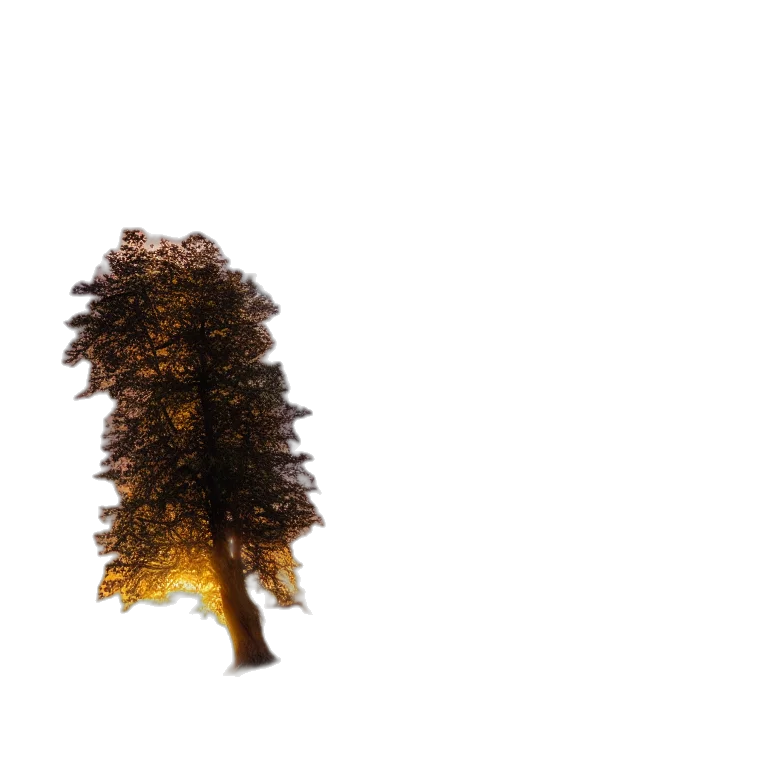 hair, crown, tree, hat, 3d render, photorealistic, forest, fog transparent PNG cut-out