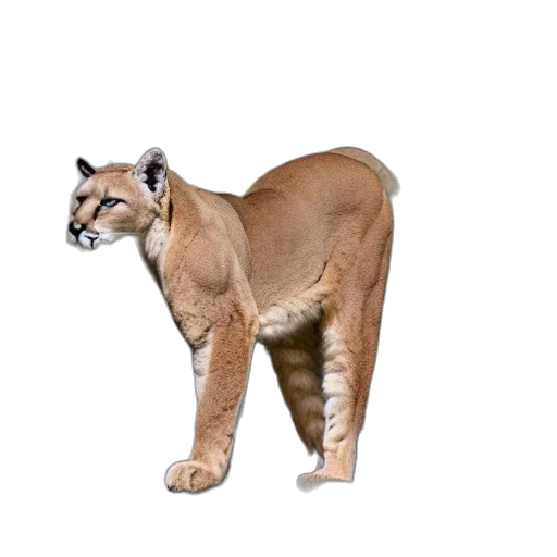 animal, creature, staff, crown transparent PNG cut-out