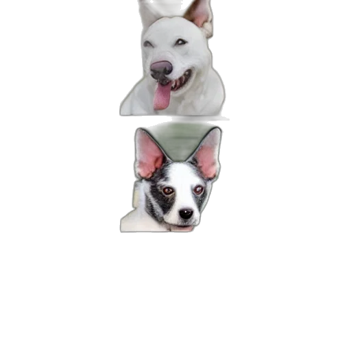 animal, face, creature, crown transparent PNG cut-out