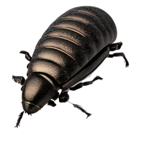 animal, creature, hair, crown, 3d render, photorealistic, concept art, cute transparent PNG cut-out