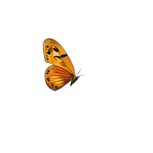 animal, jewelry, creature, flower transparent PNG cut-out
