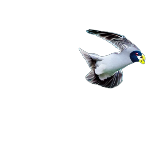 animal, weapon, creature, staff transparent PNG cut-out