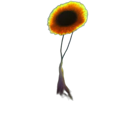 flower, staff, crown, hair transparent PNG cut-out