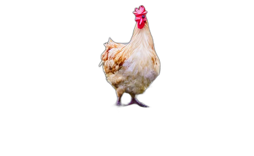 animal, dress, creature, food transparent PNG cut-out