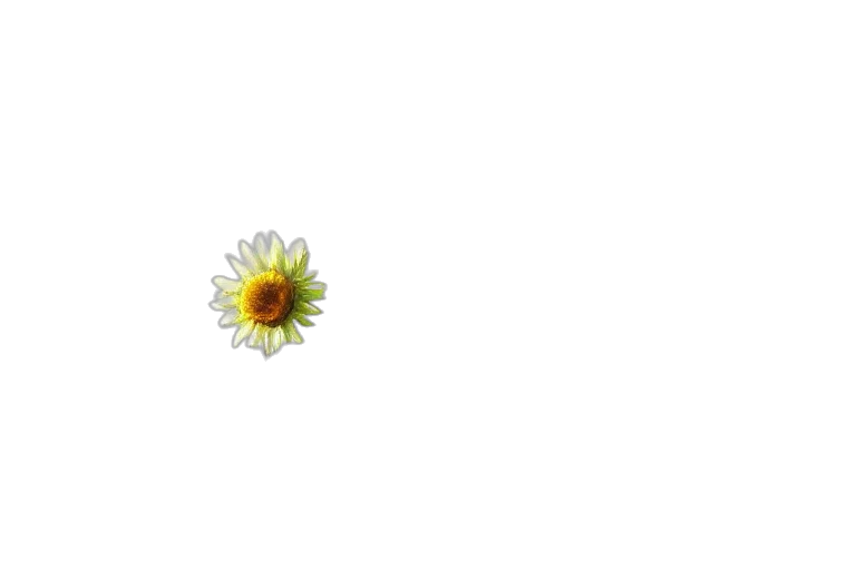 flower, crown, jewelry, weapon transparent PNG cut-out