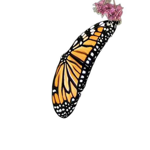 animal, flower, crown, jewelry transparent PNG cut-out