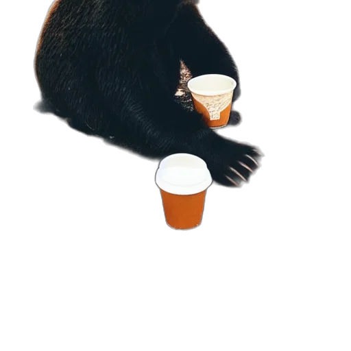 animal, food, creature, hat transparent PNG cut-out
