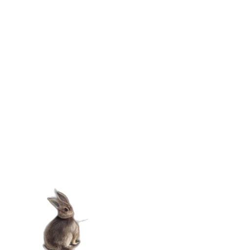 animal, creature, hat, shoes transparent PNG cut-out
