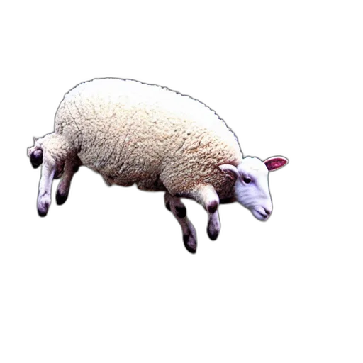animal, creature, weapon, food transparent PNG cut-out