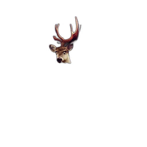 animal, creature, crown, hat transparent PNG cut-out