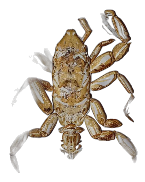 animal, crown, creature, jewelry transparent PNG cut-out