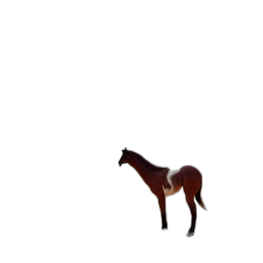 animal, creature, hat, hair transparent PNG cut-out