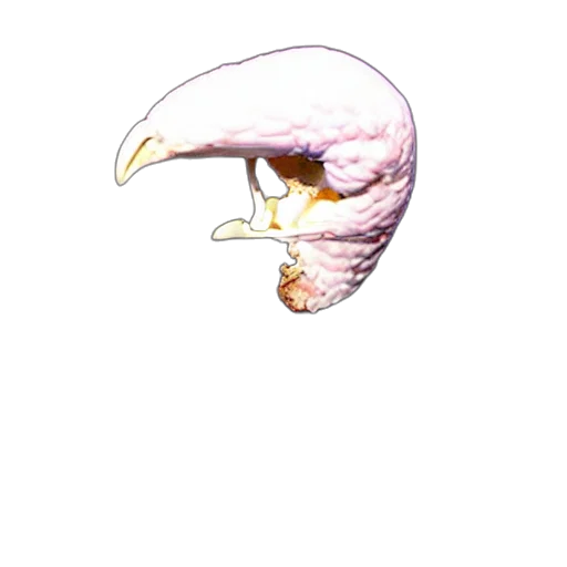 animal, mask, crown, jewelry transparent PNG cut-out