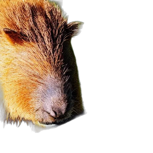 animal, hair, creature, face transparent PNG cut-out