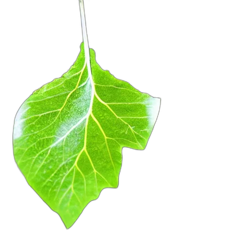 tree, umbrella, food, 3d render transparent PNG cut-out