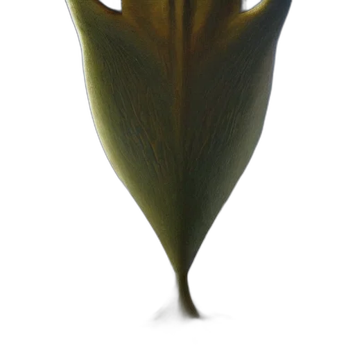 flower, crown, mask, creature transparent PNG cut-out