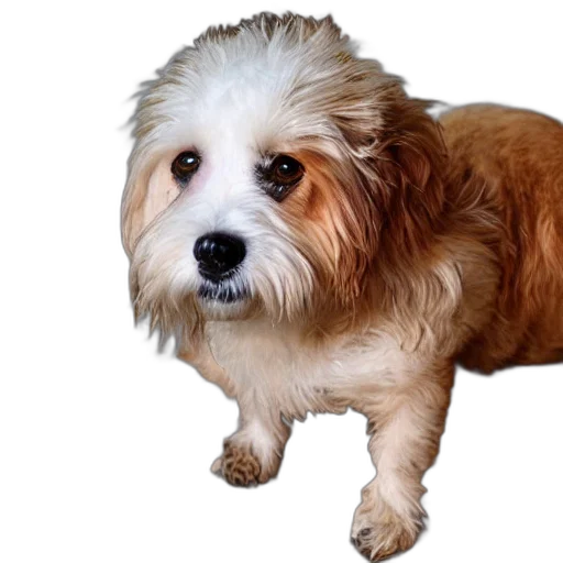 animal, creature, hair, face, photorealistic, 3d render, dog, form transparent PNG cut-out