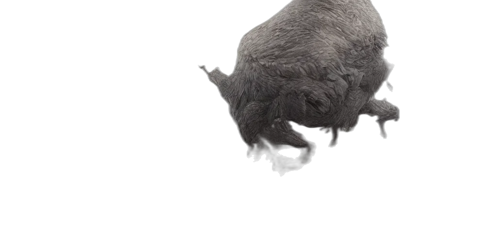 animal, creature, hair, face transparent PNG cut-out