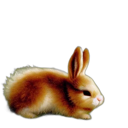 animal, creature, hair, food transparent PNG cut-out