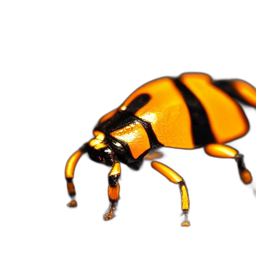 animal, creature, robot, food transparent PNG cut-out