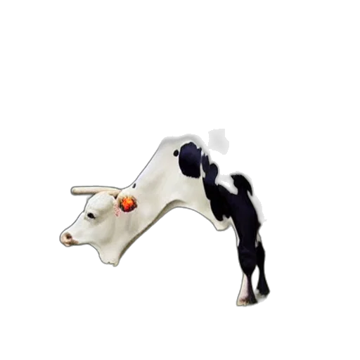 animal, creature, food, robot transparent PNG cut-out