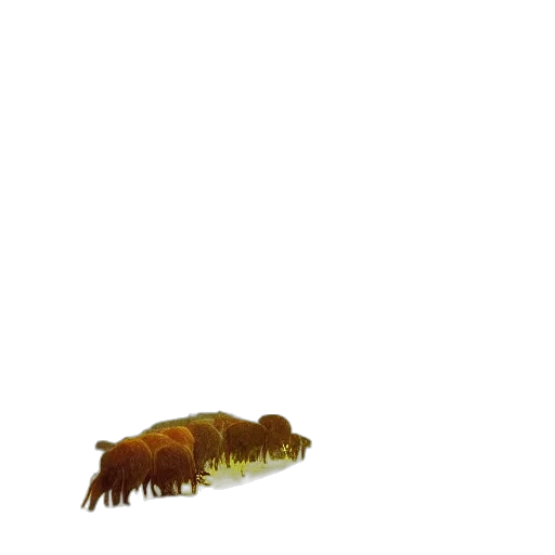 animal, creature, hair, food transparent PNG cut-out