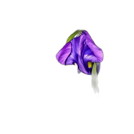 flower, jewelry, crown, hat transparent PNG cut-out
