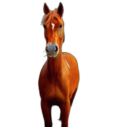 animal, creature, staff, face transparent PNG cut-out