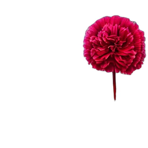 flower, crown, umbrella, staff, 3d render, photorealistic, pixel art, concept art transparent PNG cut-out