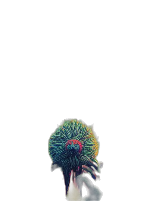 hair, hat, flower, creature transparent PNG cut-out
