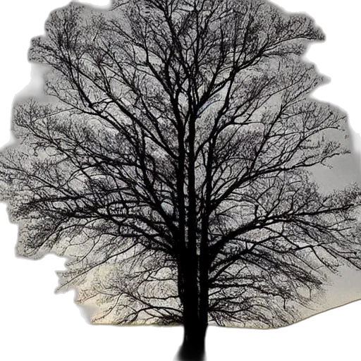 tree, crown, hair, hat, photorealistic, 3d render, concept art, forest transparent PNG cut-out