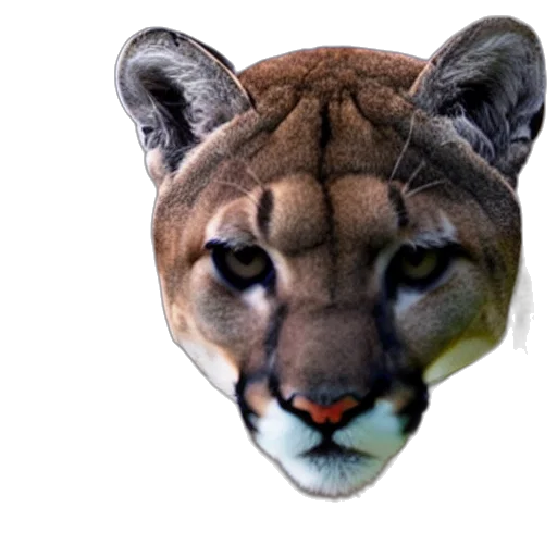 animal, mask, creature, face transparent PNG cut-out
