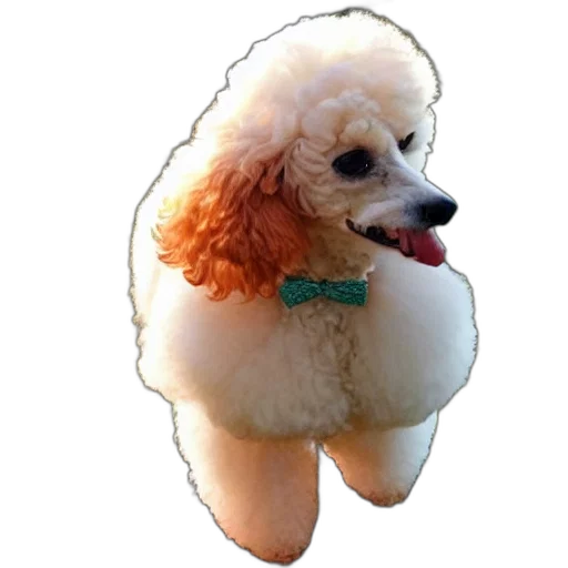animal, creature, staff, hair transparent PNG cut-out